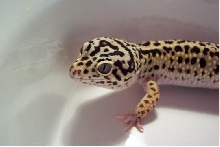 my new male