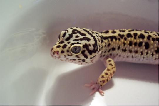 my new male