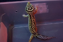 larry the leopard gecko