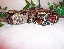 Suriname Red tail