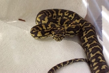 My Baby Carpet