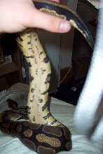 possible yellowbelly
