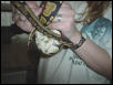 Python regius