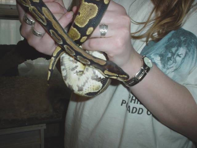 Python regius