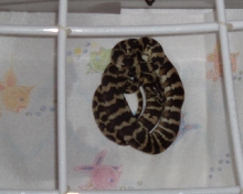 Neonate Irain Jaya