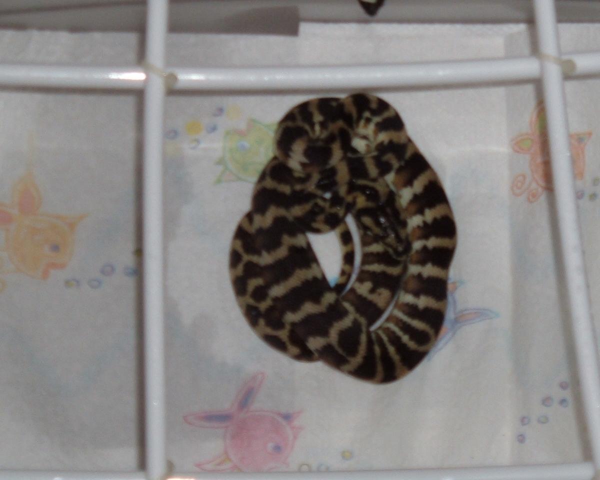 Neonate Irain Jaya