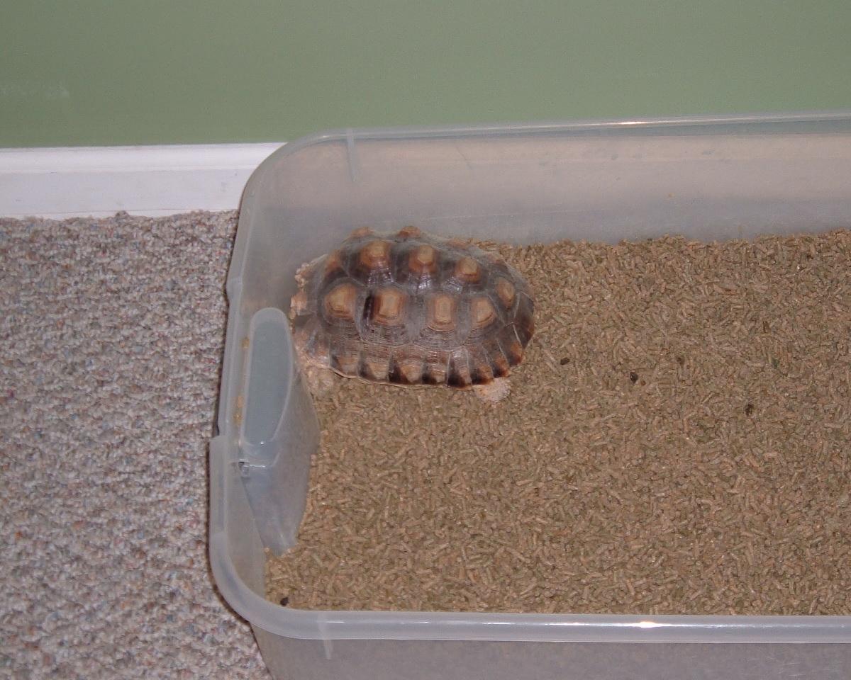 the tortoise