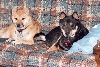 Tonka and Casey