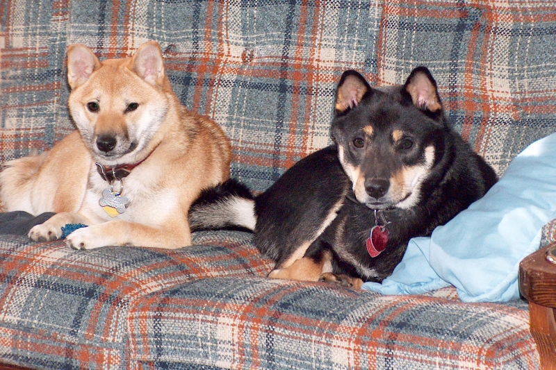 Tonka and Casey