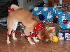 Casey first Christmas with outfit