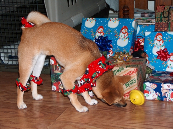 Casey first Christmas with outfit