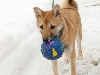 Casey playing with the ball in the snow