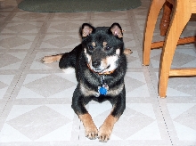 Tonka