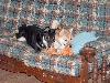 on the couch