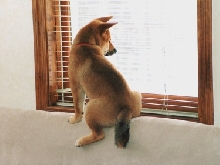 looking outside