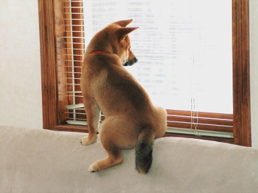looking outside
