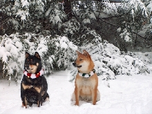 Christmas card