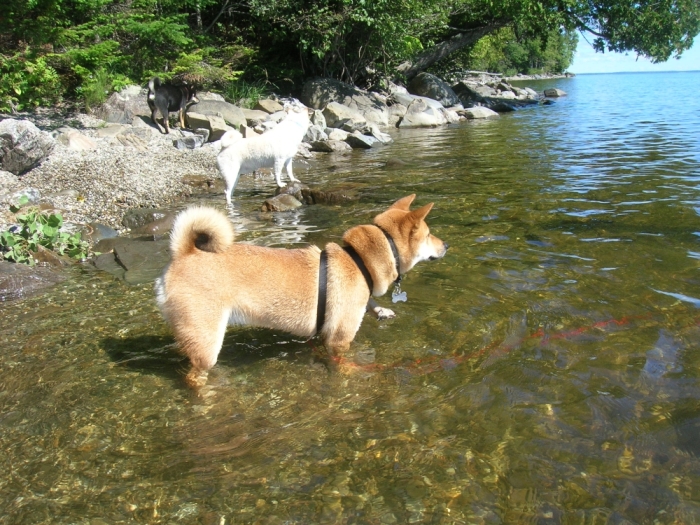 water dog