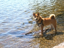 water dog 2