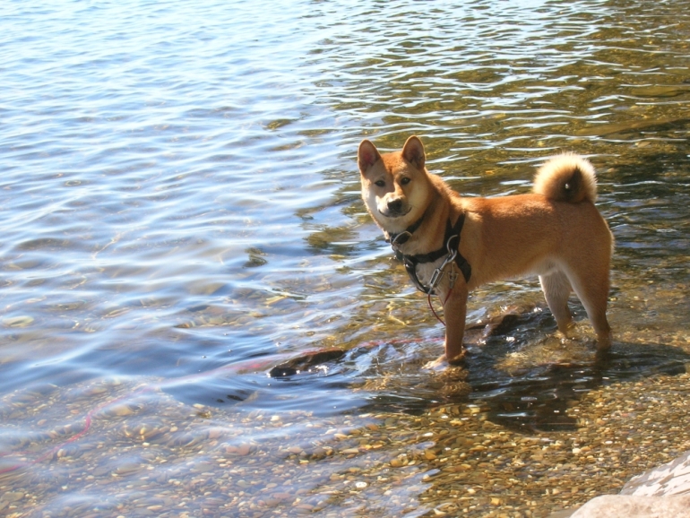 water dog 2