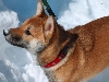Casey playing in the snow