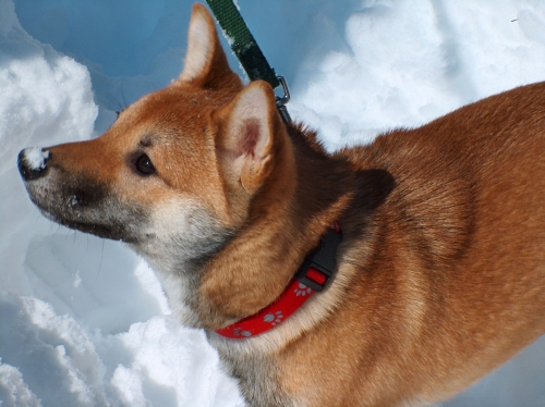 Casey playing in the snow