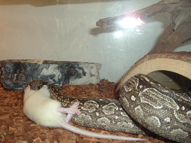 delila grubbing