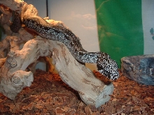 upclose of delila
