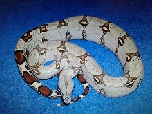 pucalla peruvian boa