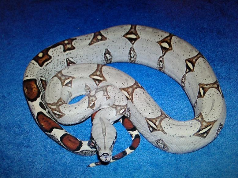 pucalla peruvian boa