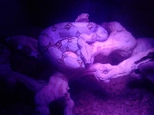 pucallpa peruvian boa