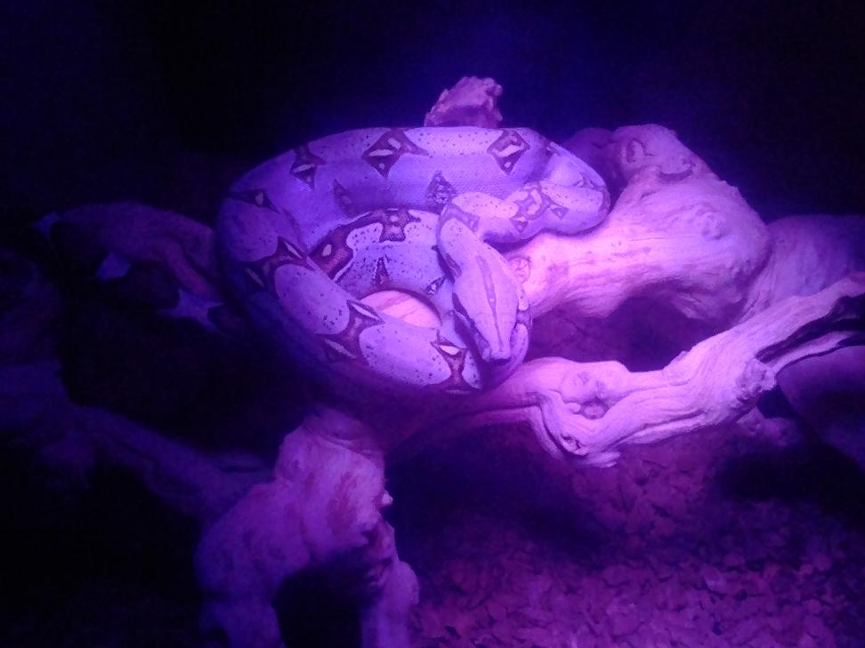 pucallpa peruvian boa