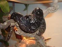 argentine boa (samson) chillin