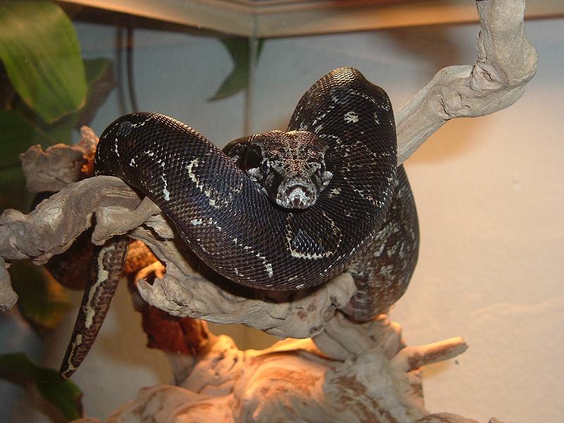 argentine boa (samson) chillin