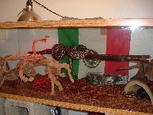 samson and delila