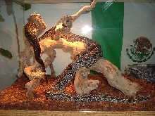 samson and delila2