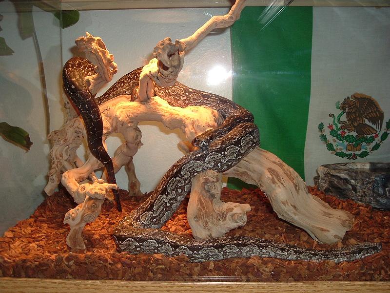 samson and delila2