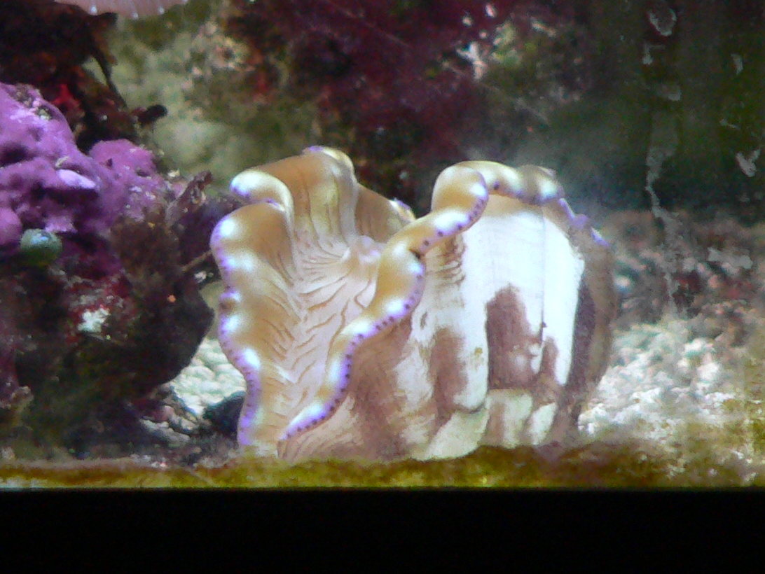 Clam