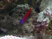 Catalina Goby