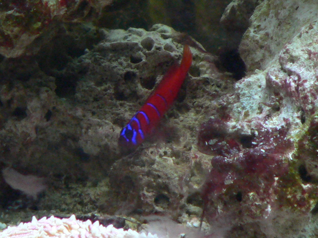Catalina Goby