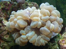 Bubble coral
