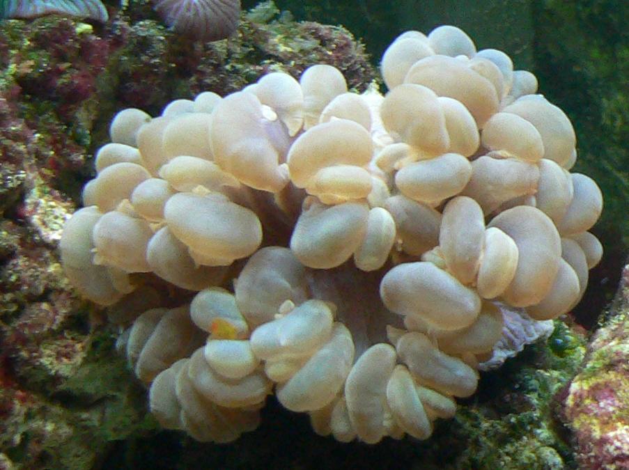 Bubble coral