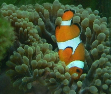 Ocellaris Clownfish & Bulb Anemone