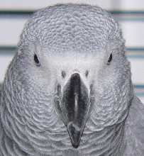 Sterling the African Grey