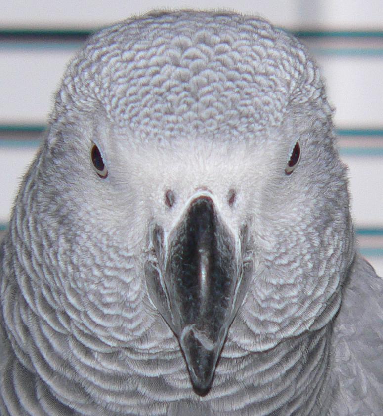 Sterling the African Grey