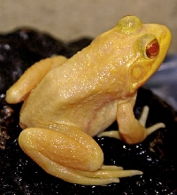 Albino Bull Frog
