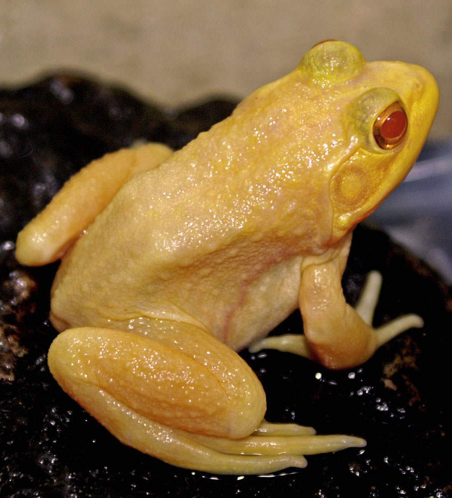 Albino Bull Frog