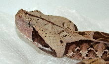 Gaboon Viper