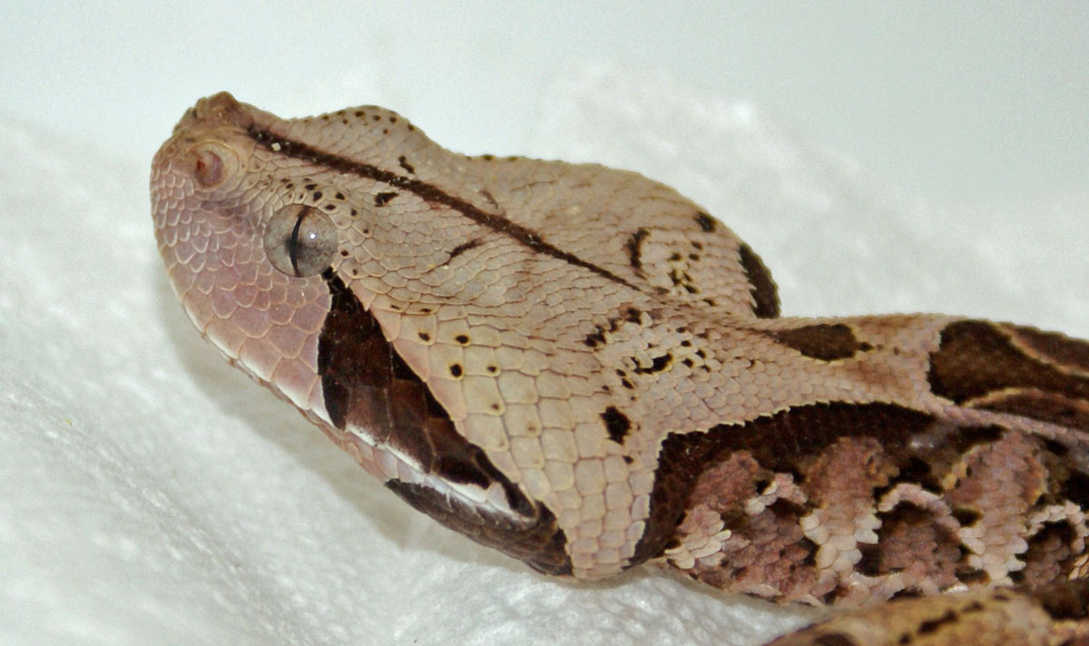 Gaboon Viper
