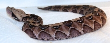 Gaboon Viper